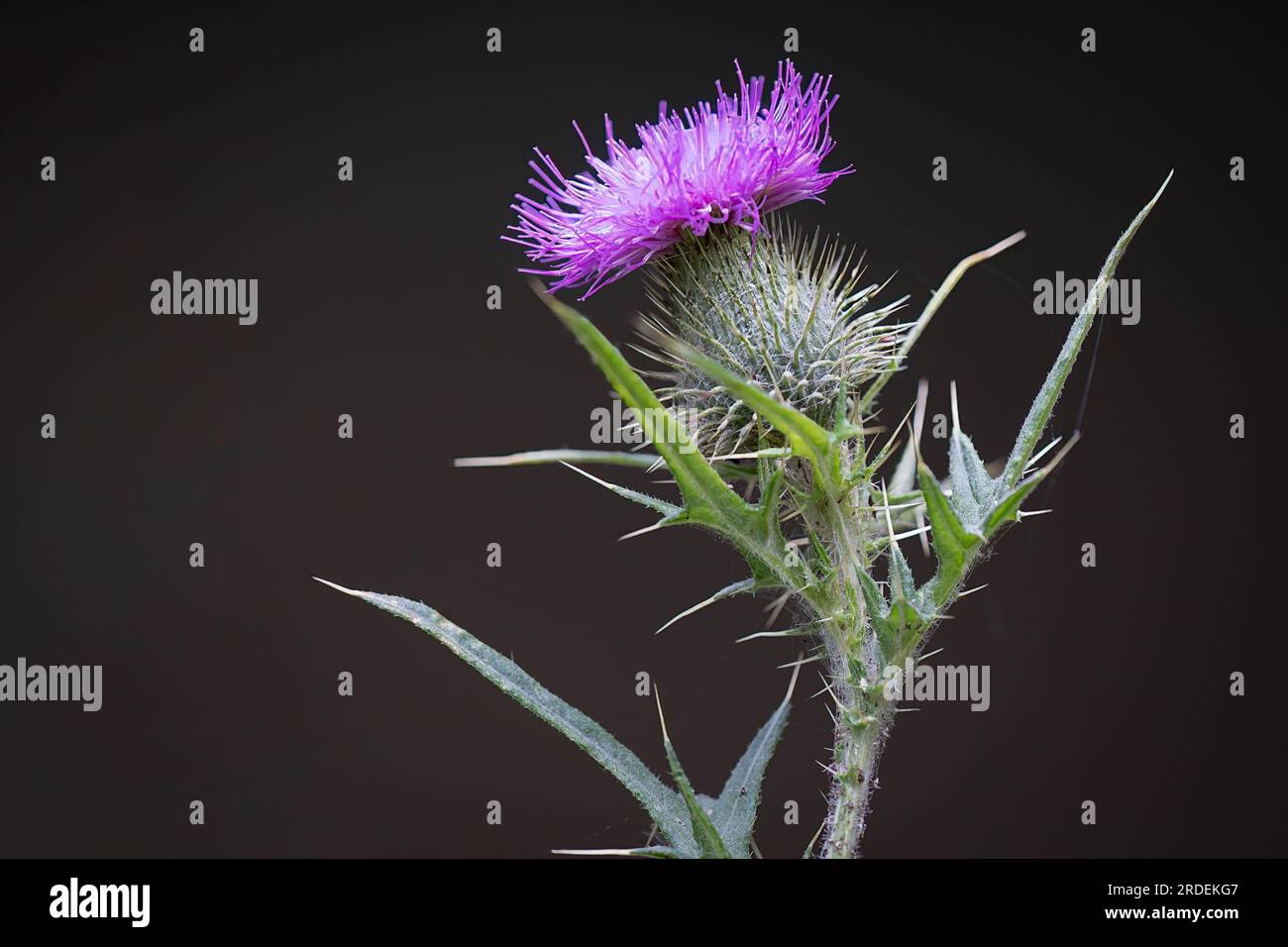 Nahaufnahme einer Cirsium vulgare, auch bekannt als Speerdistel, gewöhnliche Distel oder Bullendistel, wird vor einem dunklen Hintergrund aufgenommen Stockfoto