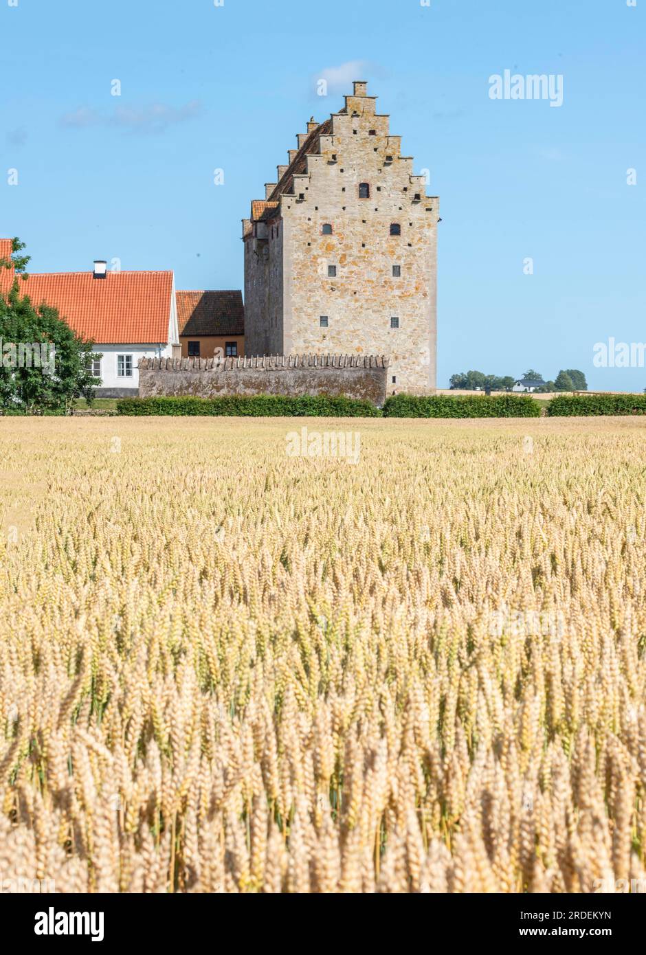 Reifes Weizenfeld vor dem mittelalterlichen Schloss Glimmingehus in der Gemeinde Simrishamn, Scania, Schweden, Skandinavien Stockfoto