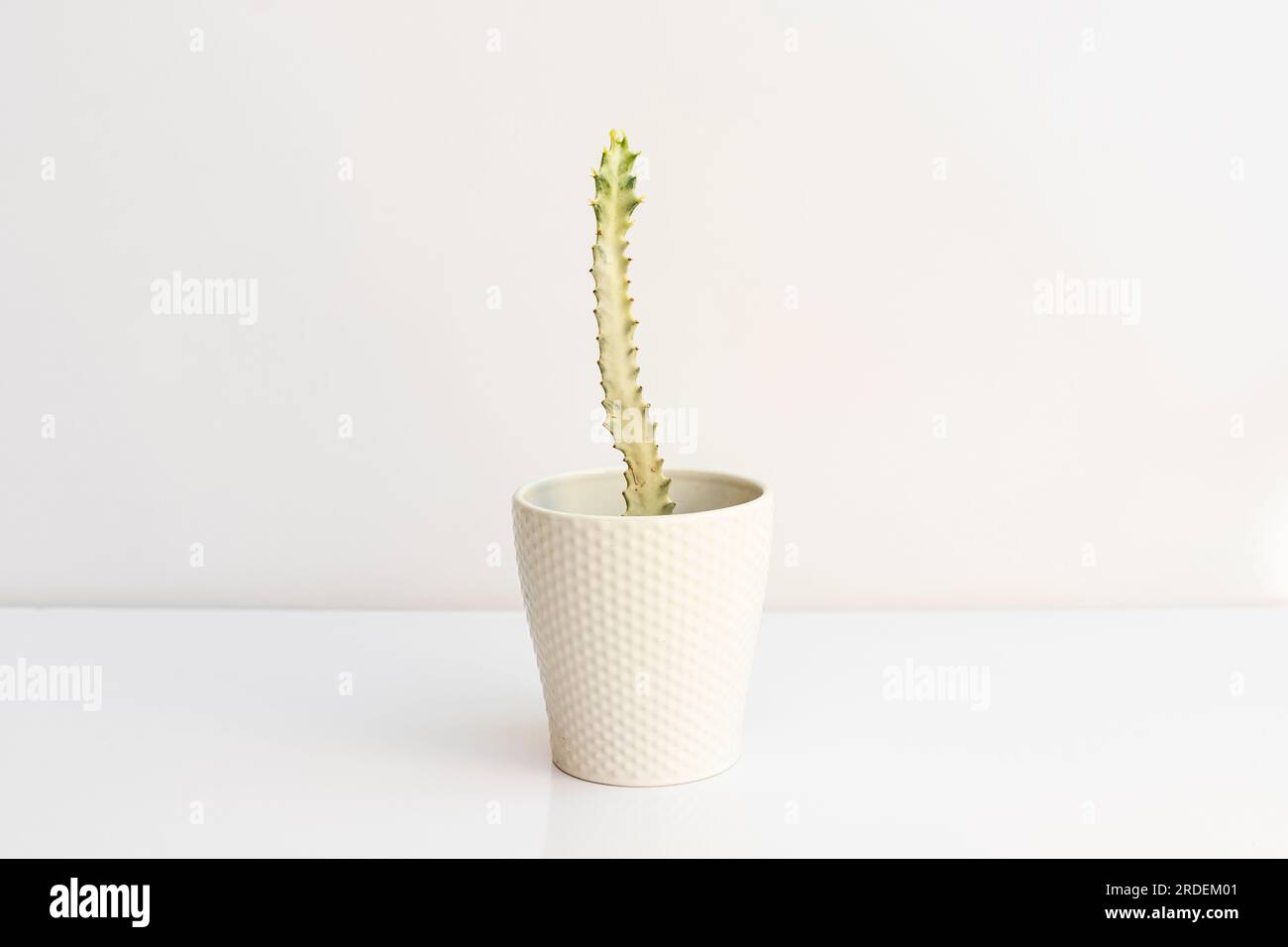 Euphorbia lactea White Ghost ist ein markantes Sukkulent mit fast weißen Stämmen, die nicht das Chlorophyll-tragende Gewebe besitzen, das für die Bildung grüner Stämme erforderlich ist Stockfoto