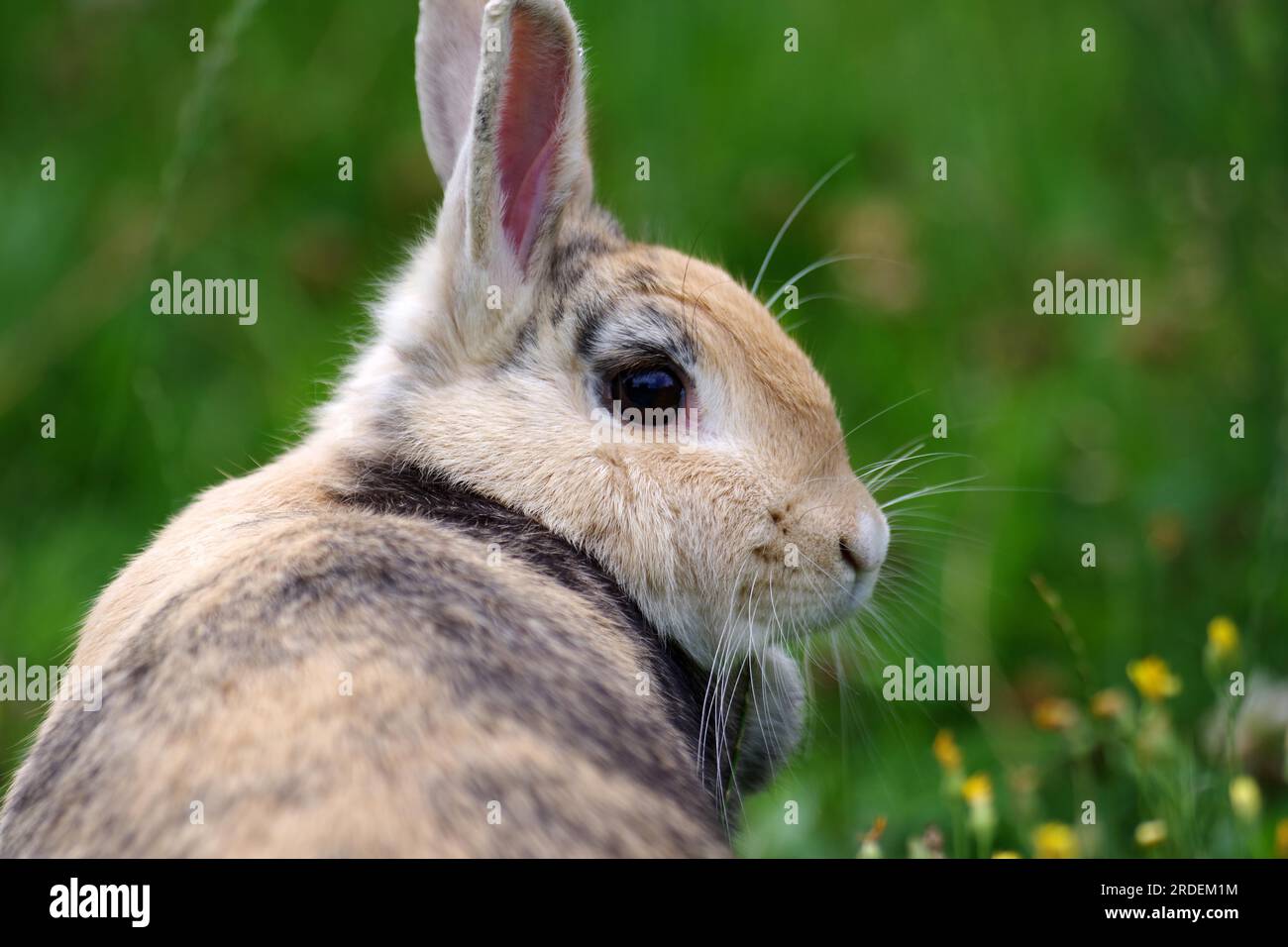 Porträt, Kaninchen, Kopf, Tier, Fell, Garten, Gras, Nahaufnahme des Seitenprofils eines braunen Hauskaninchens. Das Tier sitzt im hohen Gras Stockfoto
