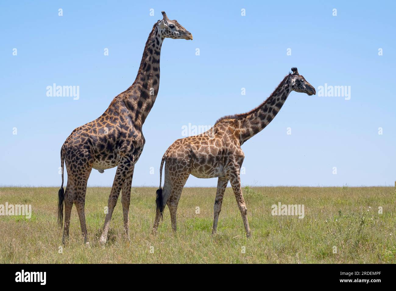 Masai-Giraffe (Giraffa tippelskirchi), Stier und Kuh, Serengeti-Nationalpark, Tansania Stockfoto