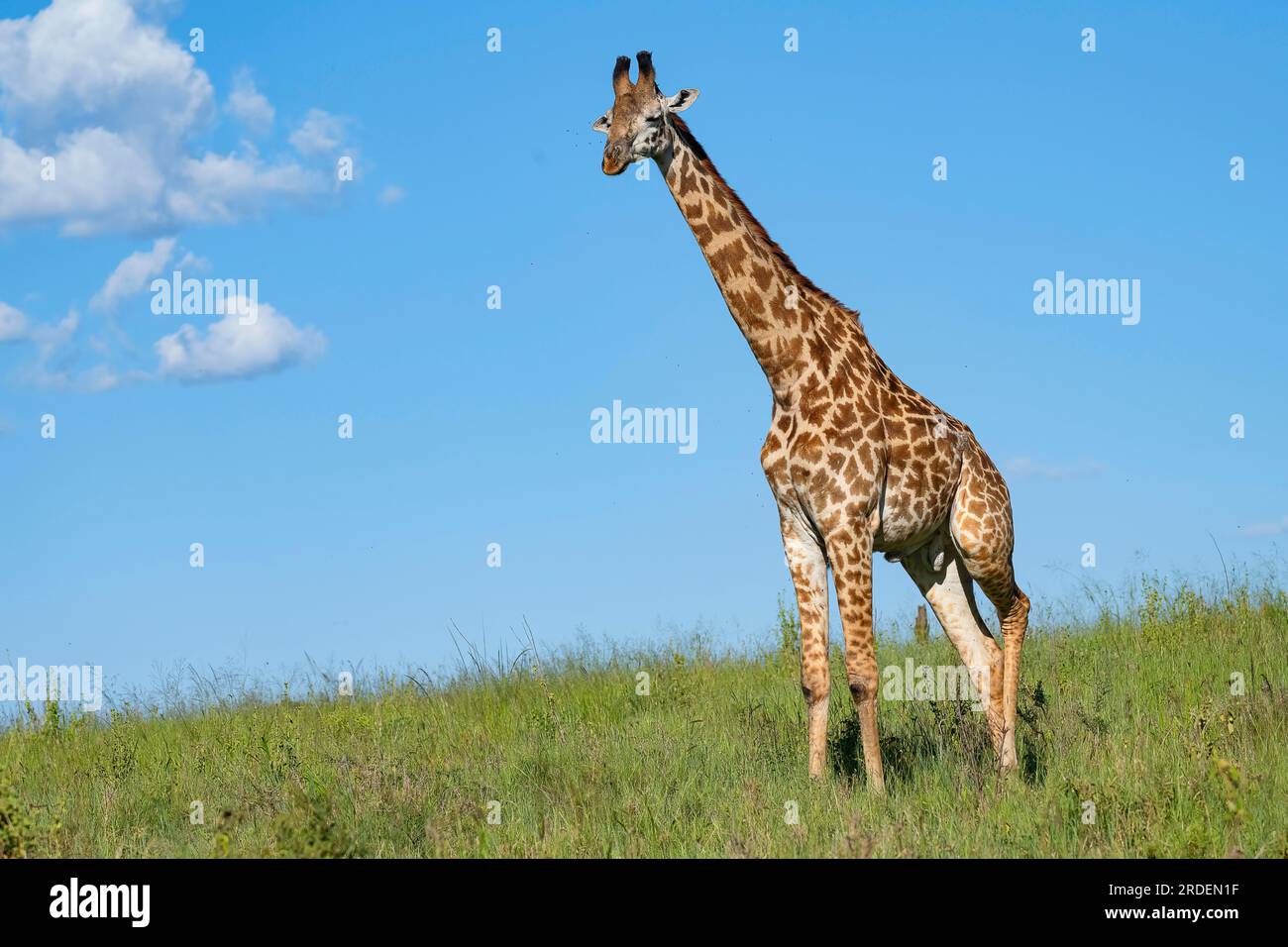 Masai-Giraffe (Giraffa tippelskirchi), Stier, Serengeti-Nationalpark, Tansania Stockfoto