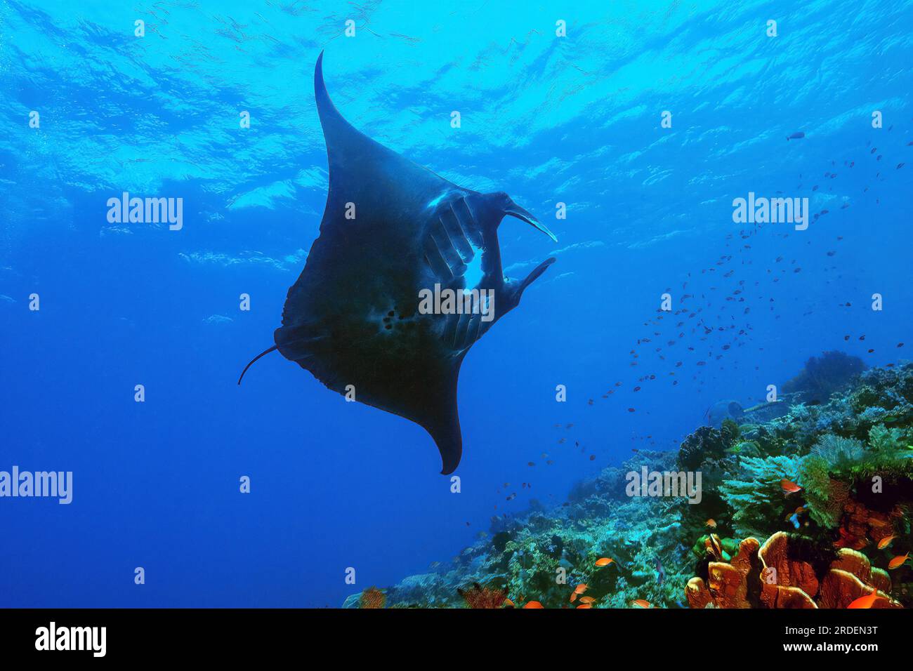 Schwarzer Riesenmantarochen (Manta birostris), Bali-Meer, Indo-Pazifik, Pazifik, Bali, Malaiischer Archipel, Indonesien Stockfoto