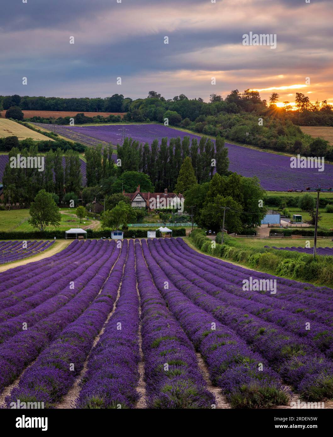 Lavendelfelder der Burgfarm in den idyllischen Kent Downs in der Nähe von Shoreham, Südostengland Stockfoto