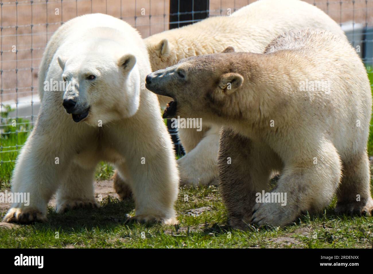 Peak Wildlife Park, Winkhill, Leek, Staffordshire, Großbritannien. Donnerstag, 20. Juli 2023. Die Eisbären kamen aus dem Orsa Rovdjurspark (Orsa Predator Park) in Schweden nach Großbritannien. Ende August können Besucher die Bären sehen. Peak Wildlife Park befindet sich im Staffordshire Peak District am Rande des Nationalparks. Kredit: Ian Tennant/Alamy Live News. Stockfoto