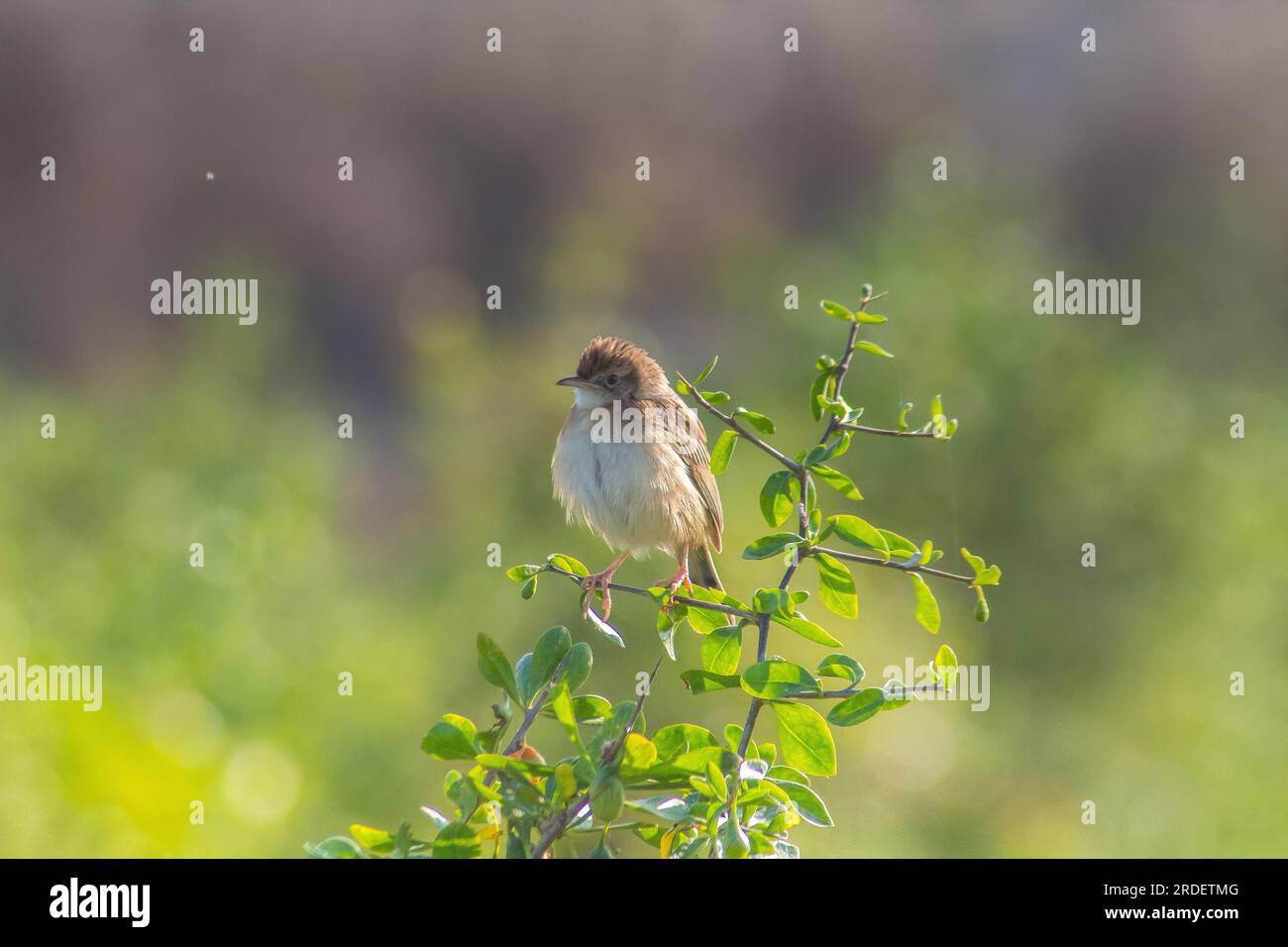 Songster: Cisticola-Vögel Inmitten Von Grünem Laub Stockfoto