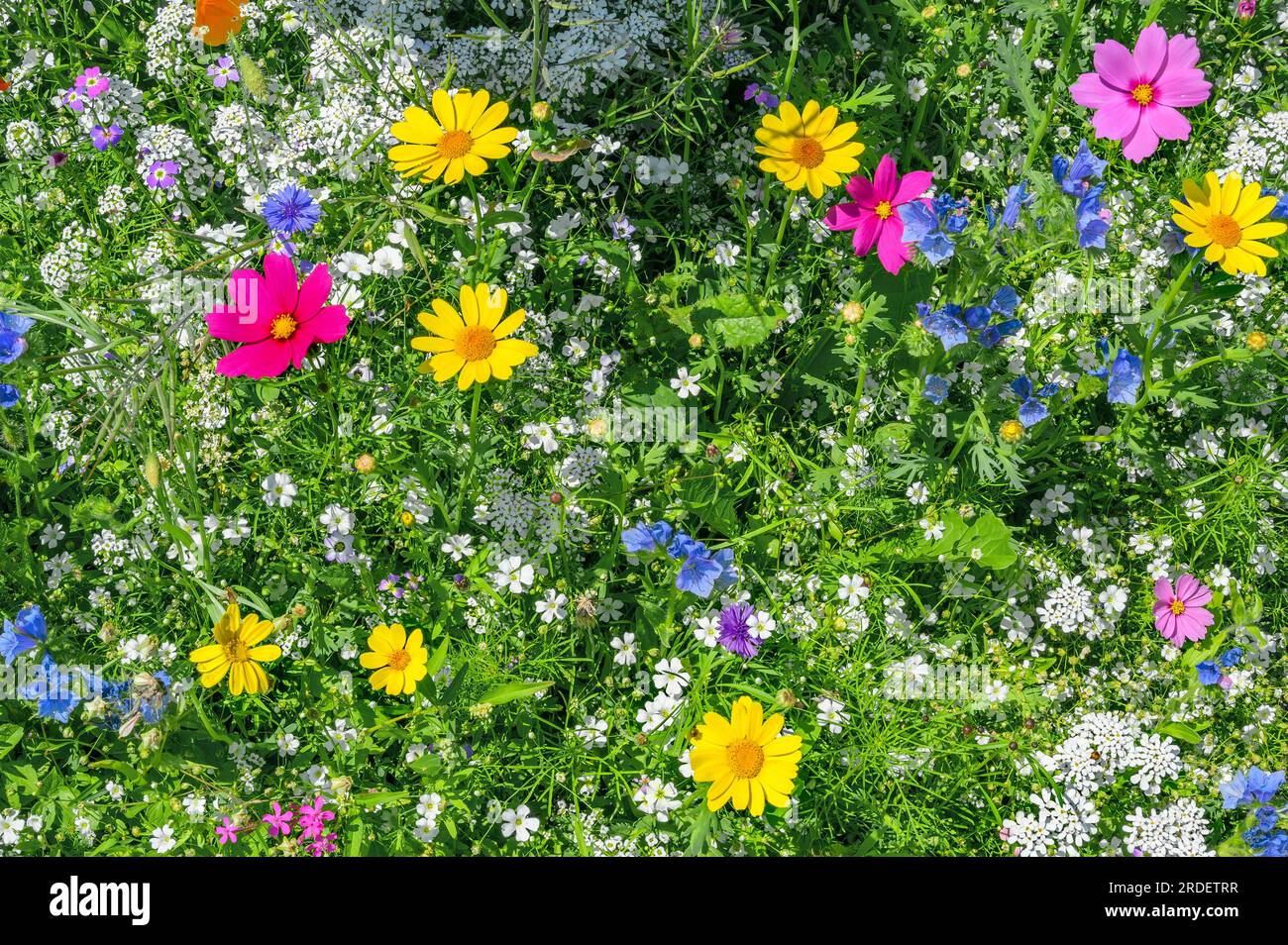 Sommerweide mit mexikanischem Ostern (Cosmos bipinnatus) und goldenem marguerit (Cota tinctoria), Allgaeu. Bayern, Deutschland Stockfoto