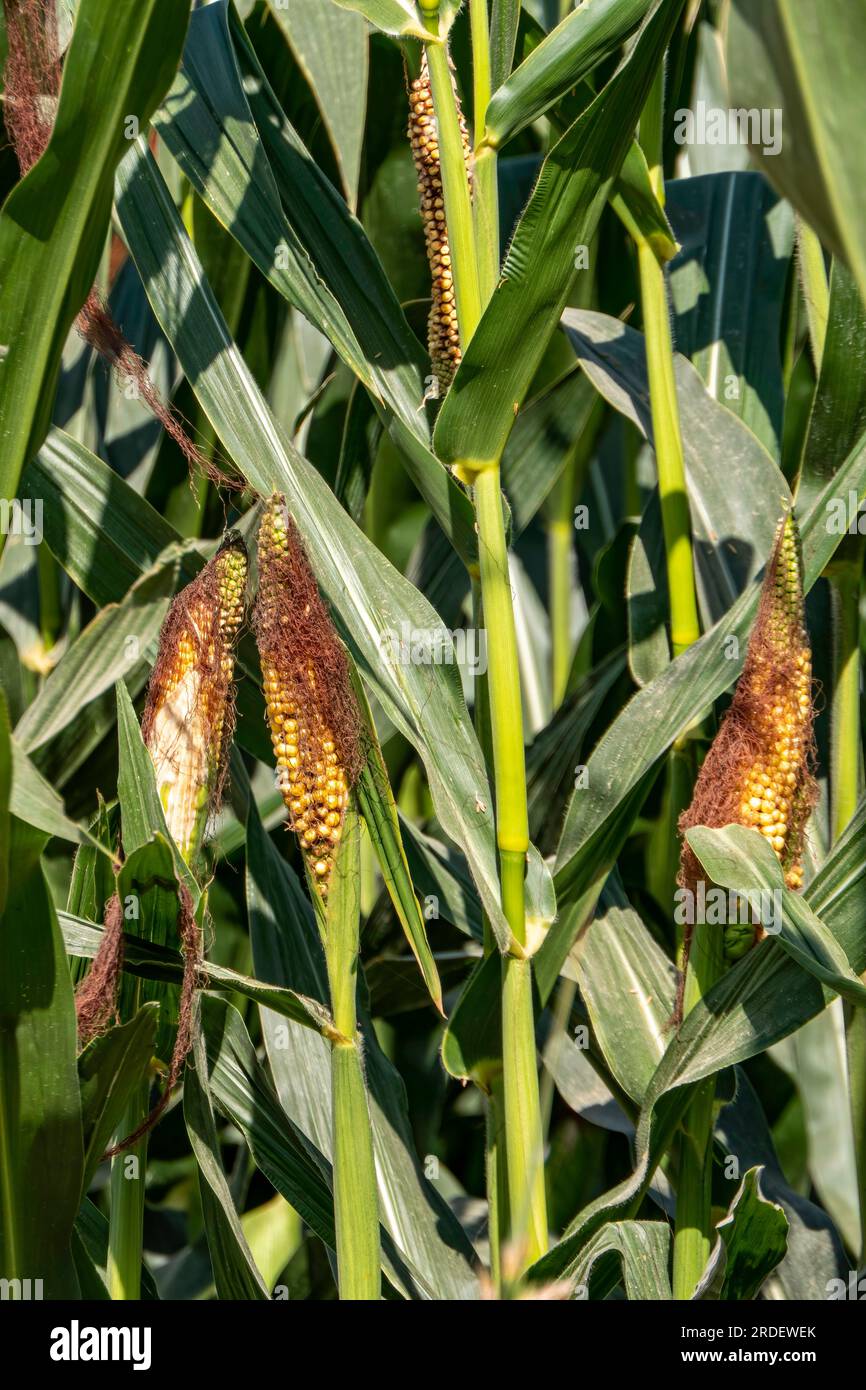 Reife Maiskolben mit gelben Samen, die sich zwischen grünem Laub befinden. Israel Stockfoto