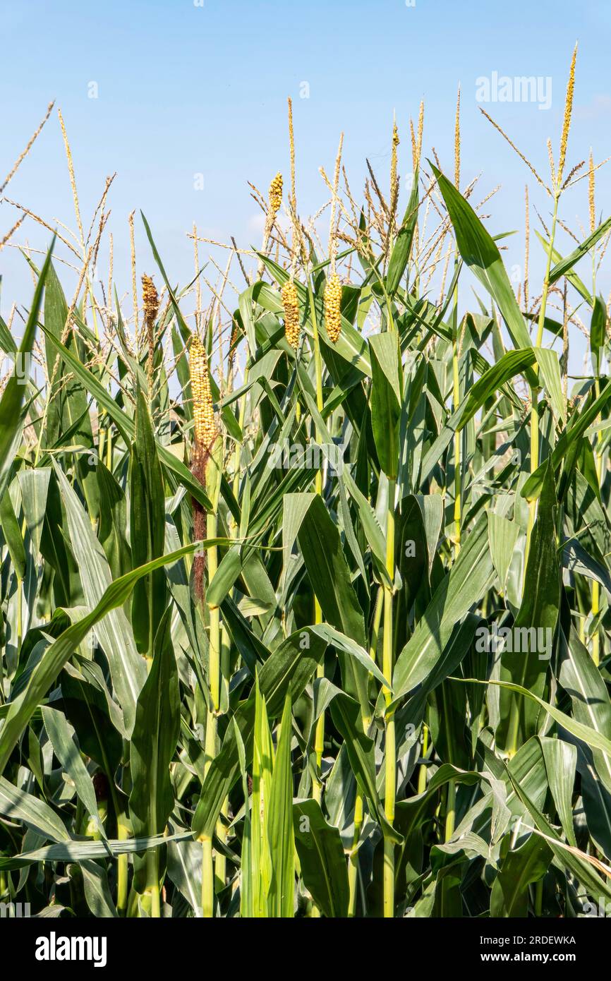 Maisstigmen auf jungen Maiskolben unter Laub auf einem landwirtschaftlichen Feld. Maisseide. Israel Stockfoto