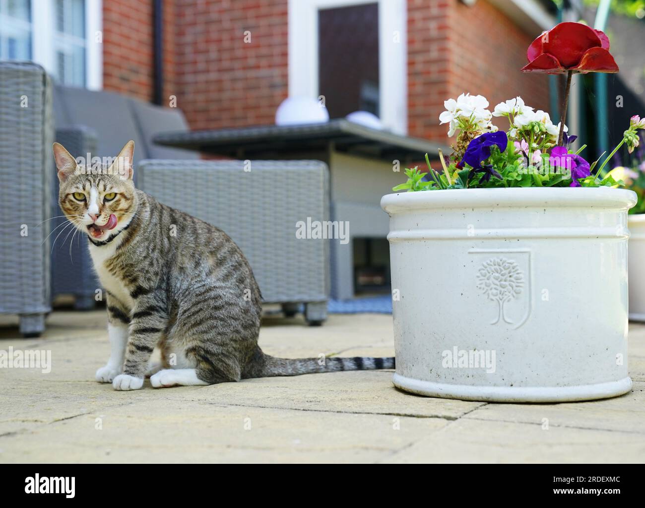 Dave, der Kater, in seinem neuen Zuhause. Das unwahrscheinliche englische Maskottchen der Weltmeisterschaft wird nun die Löwen aus seiner Heimat beobachten, während Dave the Cat sich in seiner neuen Umgebung niederlässt. Obwohl der Fußball vielleicht nicht aus Katar nach Hause gekommen ist, tat es streunender Kater Dave, nachdem die freundliche Katze zu einem festen Favoriten der Mannschaft wurde, als er frei durch Englands Al Wakrah Trainingsbasis lief. Obwohl sie das Viertelfinale durch Frankreich verließen, hatte Dave noch immer die Möglichkeit, ins Vereinigte Königreich zu reisen, und wurde schließlich von der Medienleiterin der Fußballvereinigung Anna Bush und ihrer Familie aufgegriffen. Iss Stockfoto