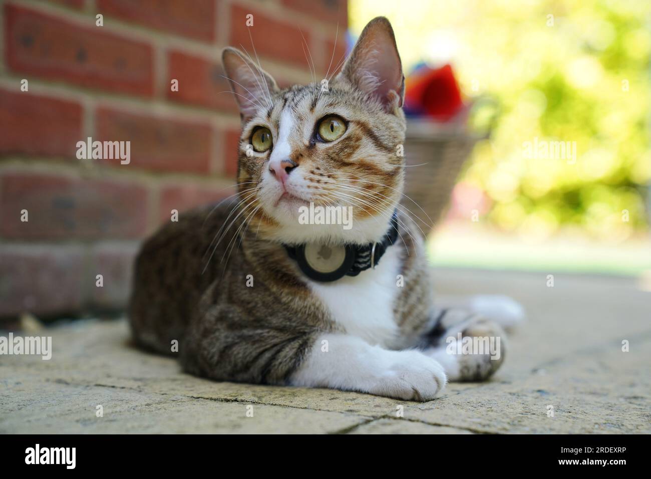 Dave, der Kater, in seinem neuen Zuhause. Das unwahrscheinliche englische Maskottchen der Weltmeisterschaft wird nun die Löwen aus seiner Heimat beobachten, während Dave the Cat sich in seiner neuen Umgebung niederlässt. Obwohl der Fußball vielleicht nicht aus Katar nach Hause gekommen ist, tat es streunender Kater Dave, nachdem die freundliche Katze zu einem festen Favoriten der Mannschaft wurde, als er frei durch Englands Al Wakrah Trainingsbasis lief. Obwohl sie das Viertelfinale durch Frankreich verließen, hatte Dave noch immer die Möglichkeit, ins Vereinigte Königreich zu reisen, und wurde schließlich von der Medienleiterin der Fußballvereinigung Anna Bush und ihrer Familie aufgegriffen. Iss Stockfoto