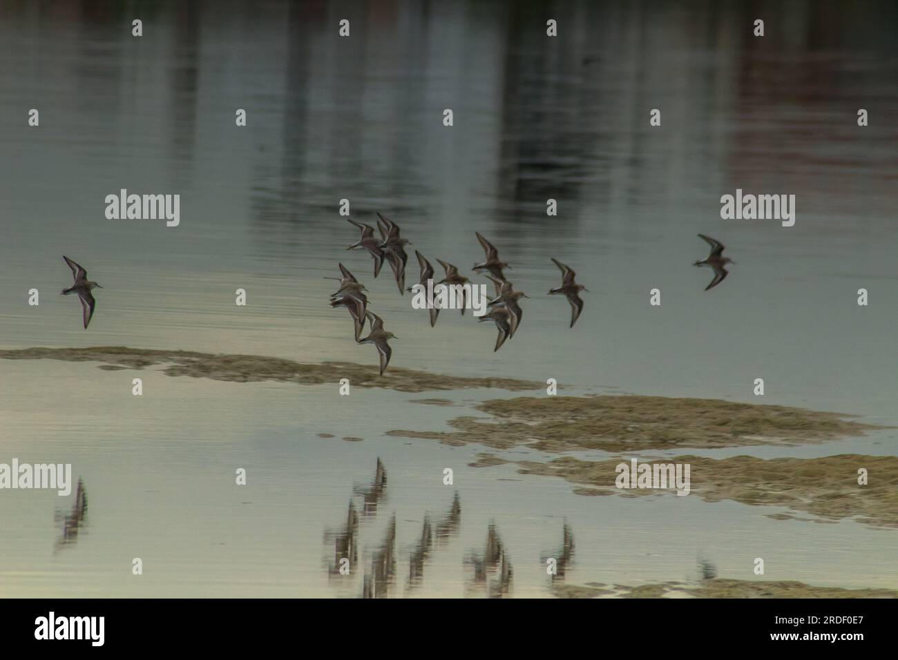Eine Schar von Temmincks Sandpipern, die über dem See schweben Stockfoto