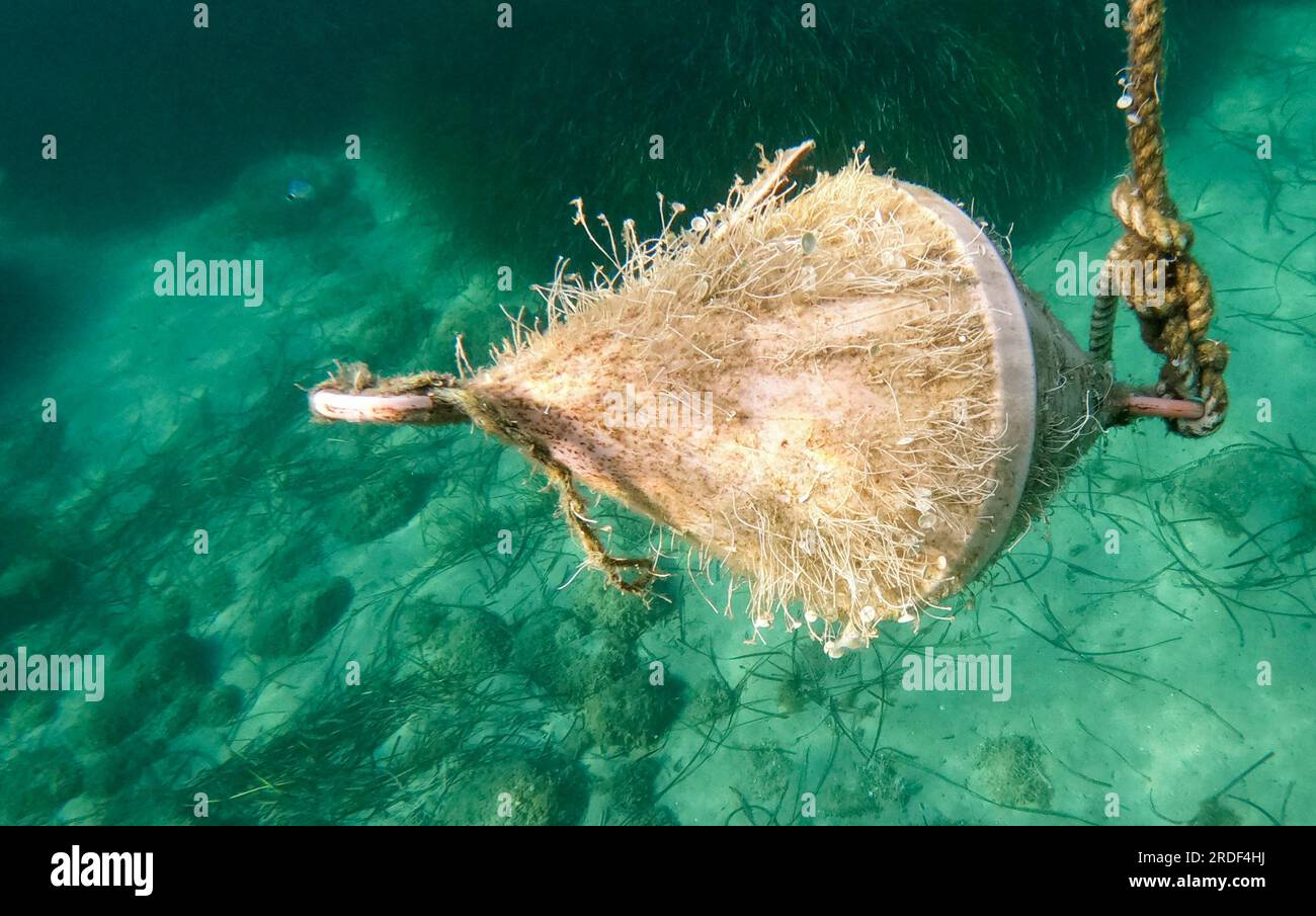 Eine alte, zerbrochene Seebooje, die mit Weichtieren und Unterwasservegetation an einem Seil unter Wasser im Meer überwuchert ist Stockfoto