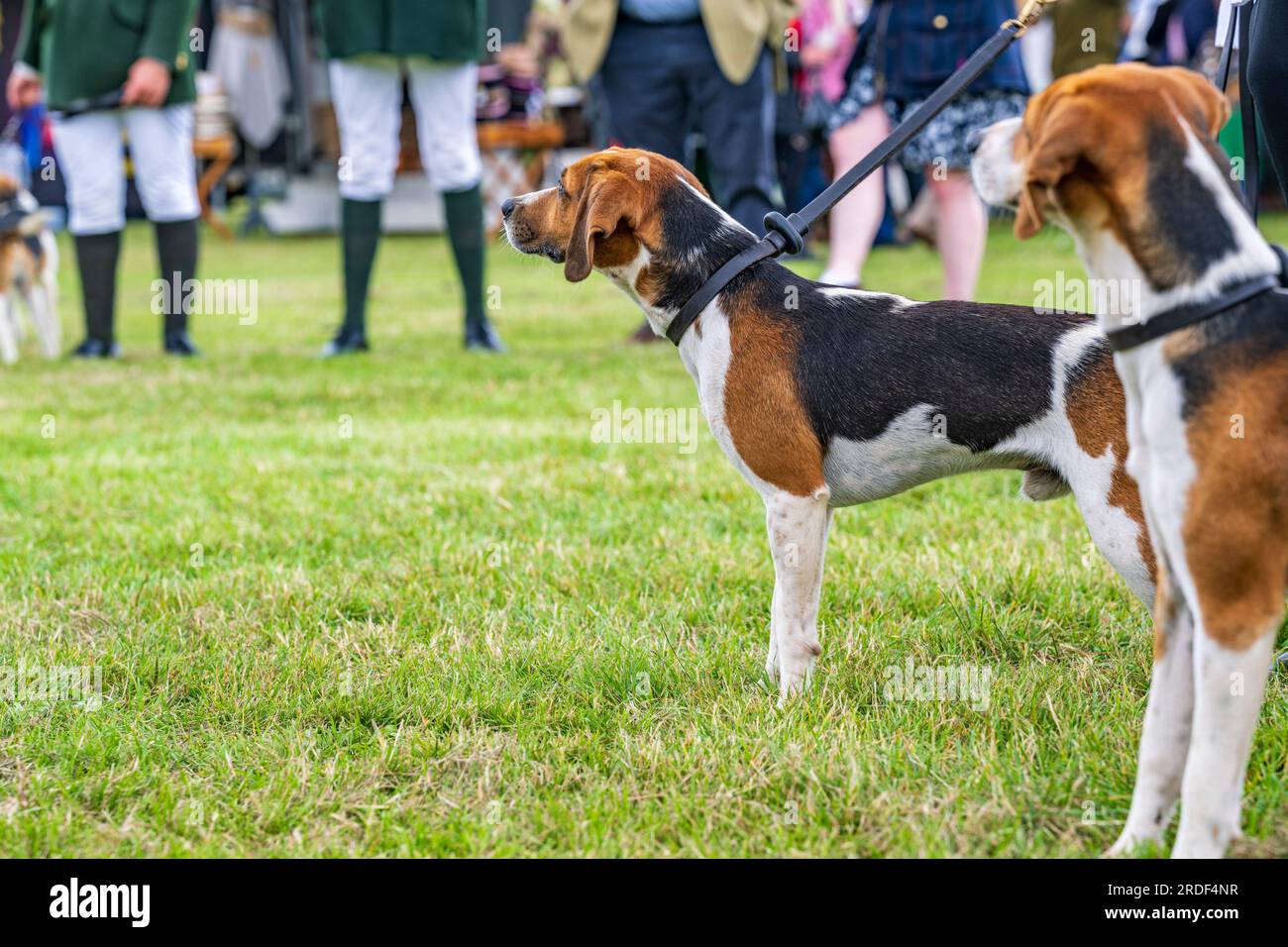 The Showground, Peterborough, Großbritannien – das Festival of Hunting feiert neben Fox Hounds auch Beagles, Harriers und Basset Hounds und ist damit eine der größten aktiven Dufthunde-Shows der Welt Stockfoto