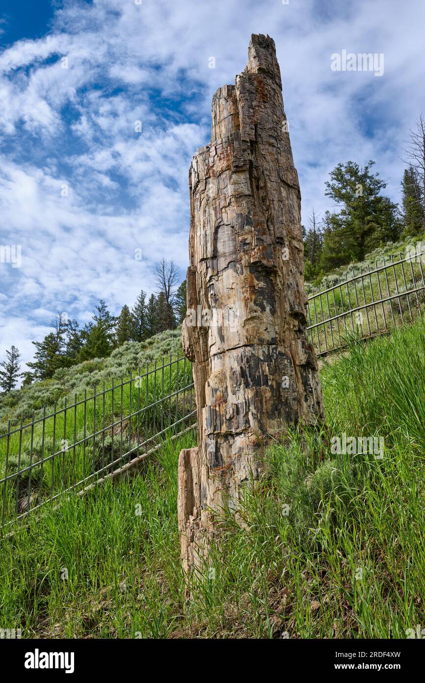 Petrified Tree, Yellowstone-Nationalpark, Wyoming, Vereinigte Staaten von Amerika Stockfoto