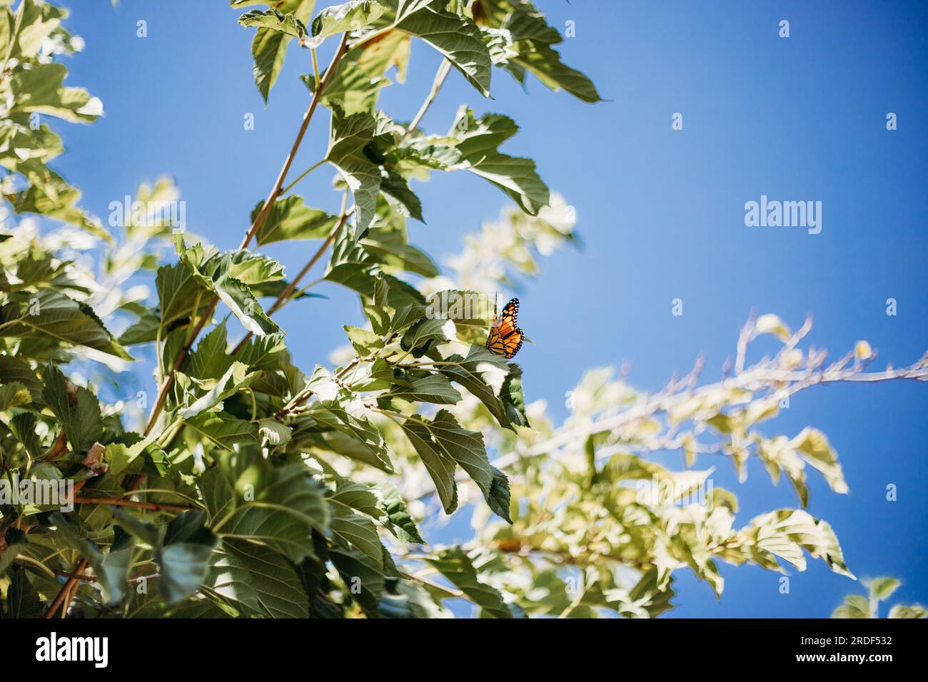 Ein Monarch-Schmetterling ruht auf einem Baum mit tiefblauem Himmel dahinter Stockfoto