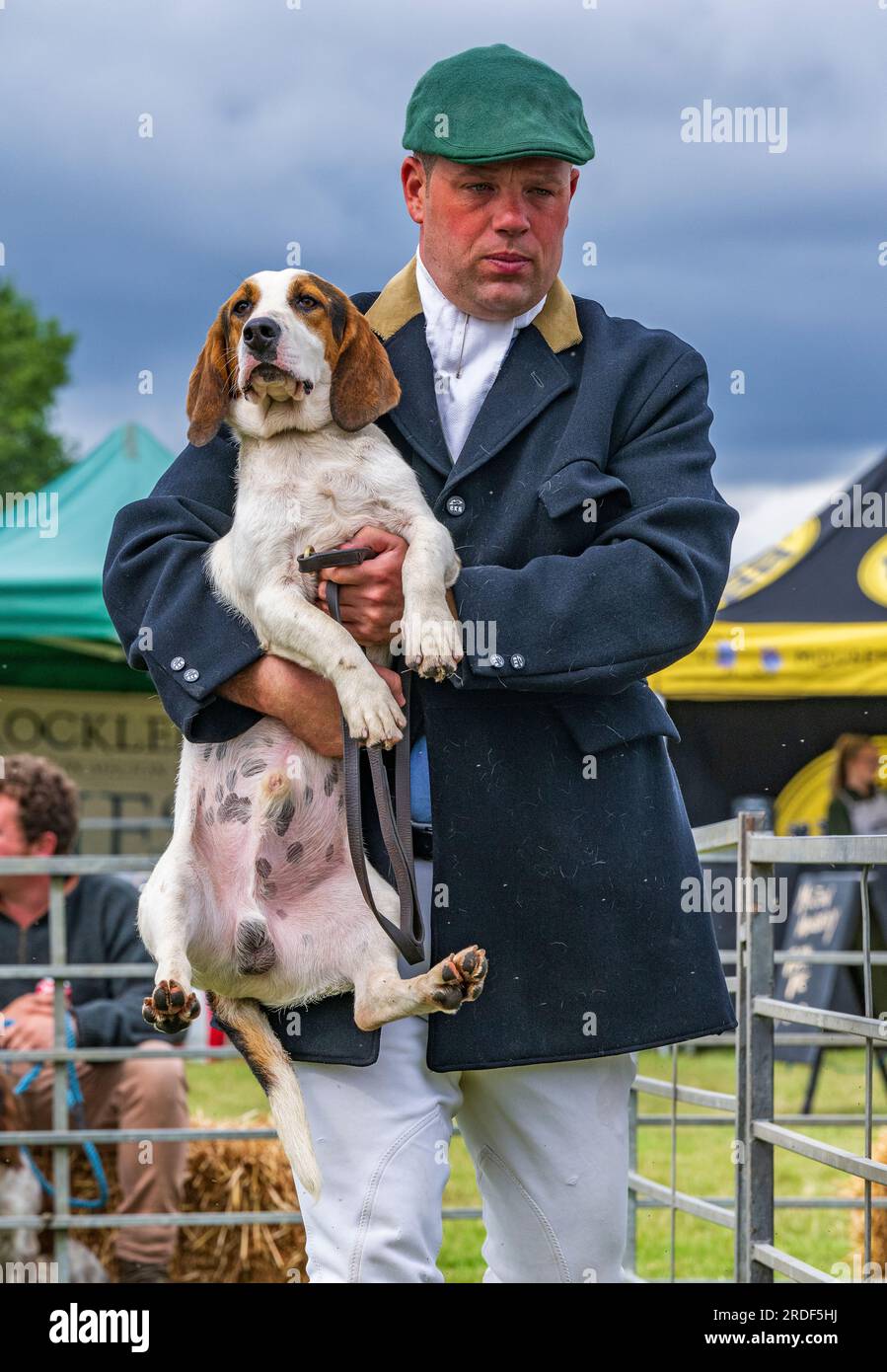 The Showground, Peterborough, Großbritannien – das Festival of Hunting feiert neben Fox Hounds auch Beagles, Harriers und Basset Hounds und ist damit eine der größten aktiven Dufthunde-Shows der Welt Stockfoto