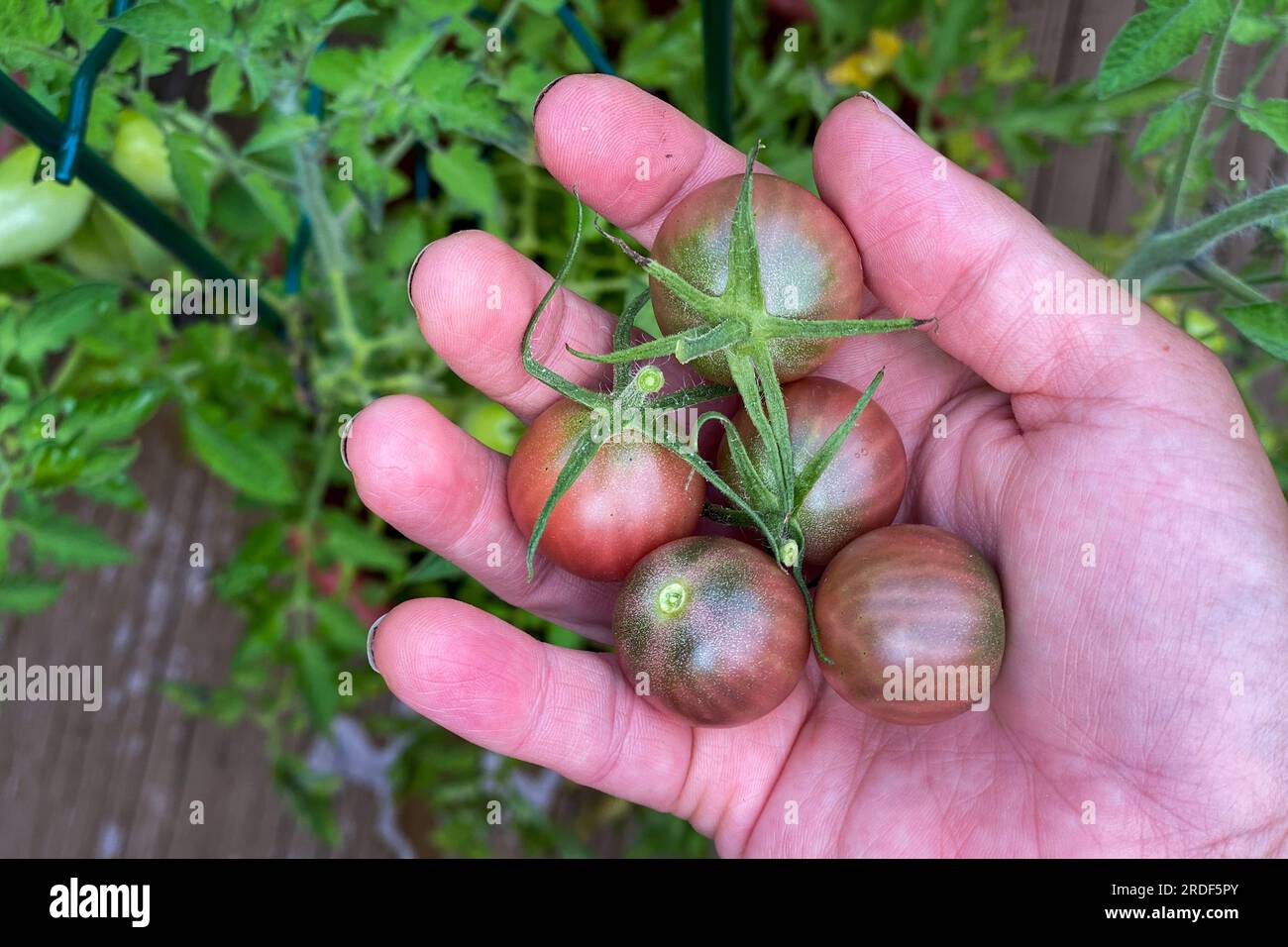 Frisch gepflückte Kirschtomaten im Garten. Stockfoto