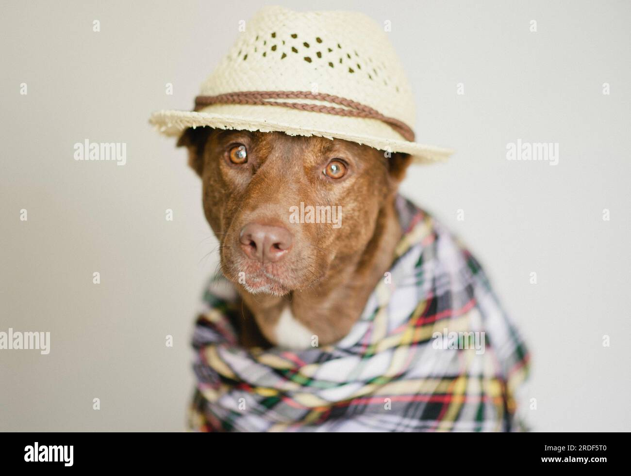 Australischer Kelpie in Strohhut und lila Schal Stockfoto
