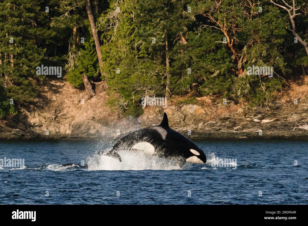 Seitenansicht eines transienten Orcas, der während einer Seelöwenjagd aufbricht Stockfoto