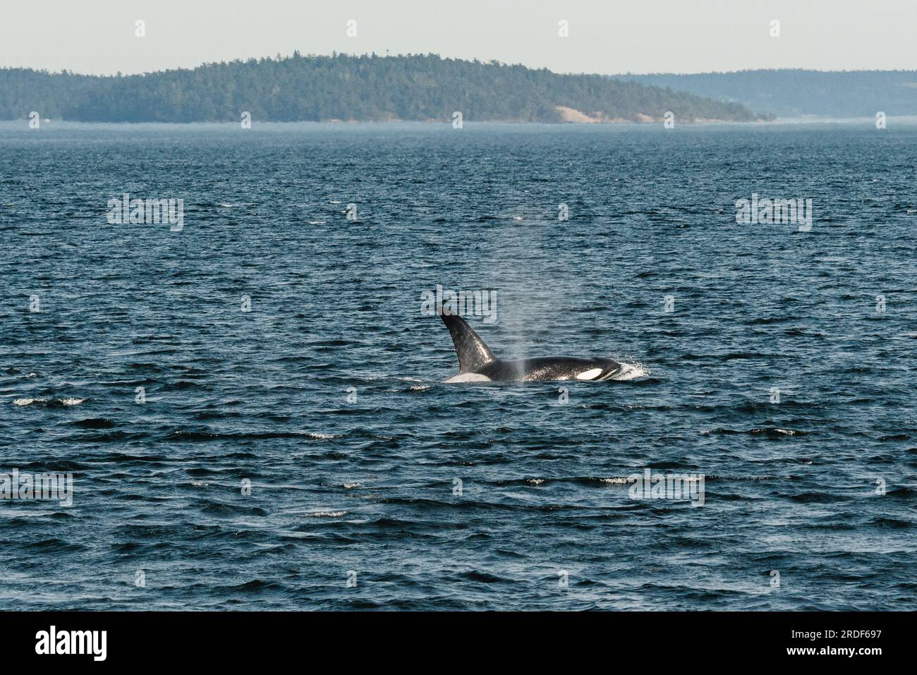 Weitwinkel des transienten Killerwals T019B, Galiano, in der Salish-See Stockfoto