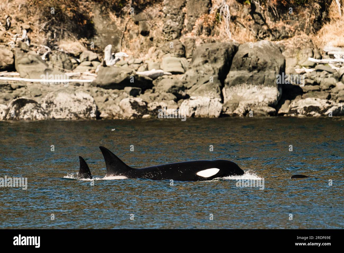 Nahaufnahme des transienten Killerwals T038A, Dana, in der Salish-See Stockfoto