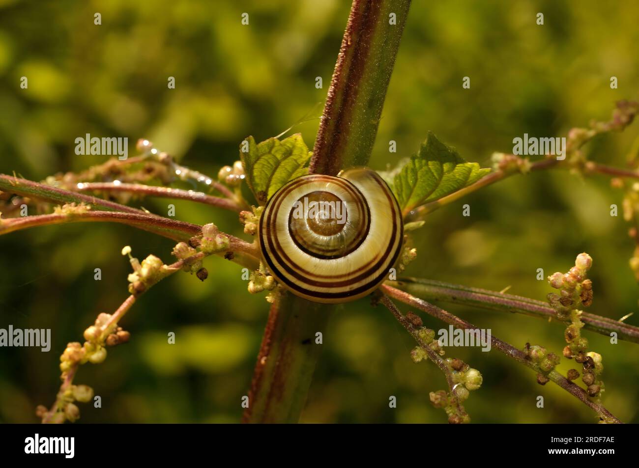 Eine Schnecke auf einem grünen Zweig. Stockfoto