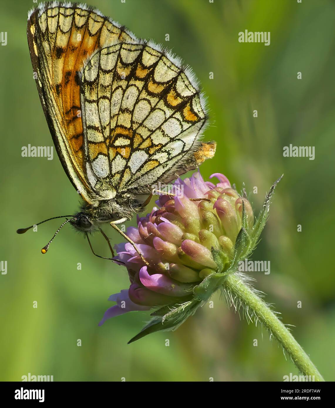 Schmetterling auf einer Blume, verschwommener Hintergrund. Stockfoto