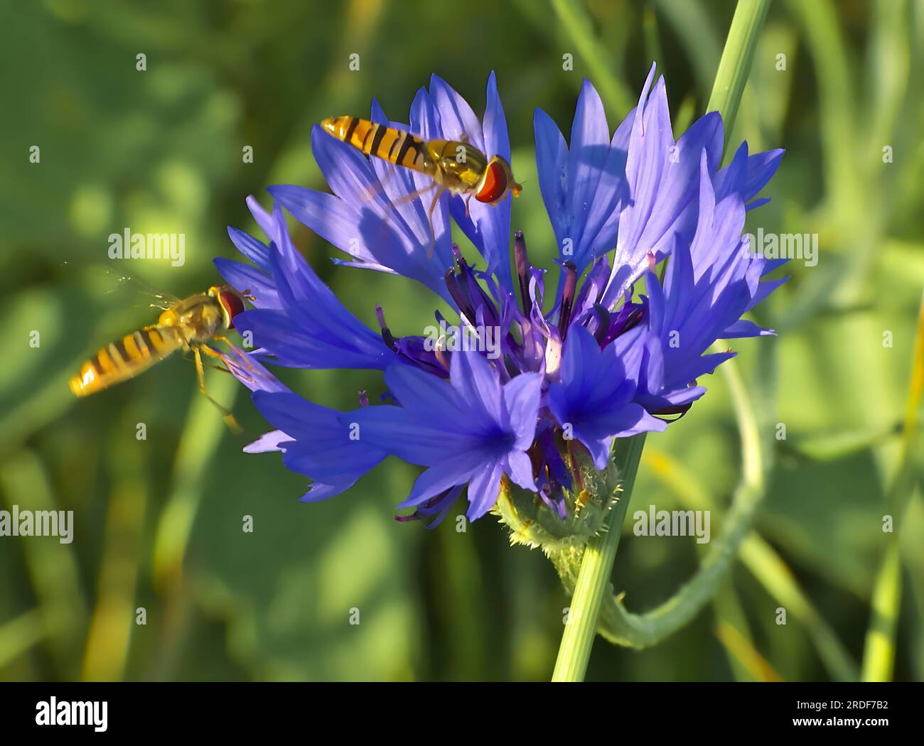 Zwei Luftkissenfliegen auf einer marineblauen Blume, unscharfer grüner Hintergrund. Stockfoto