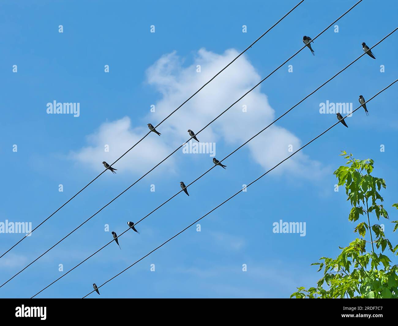 Vögel an der Stromleitung, gegen den Himmel. Stockfoto