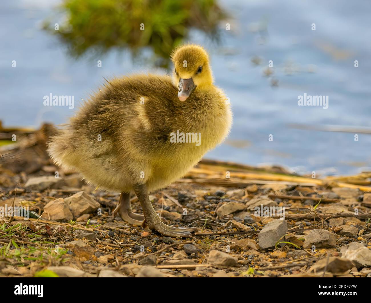 Eine kleine gelbe Ente am Wasserrand. Stockfoto
