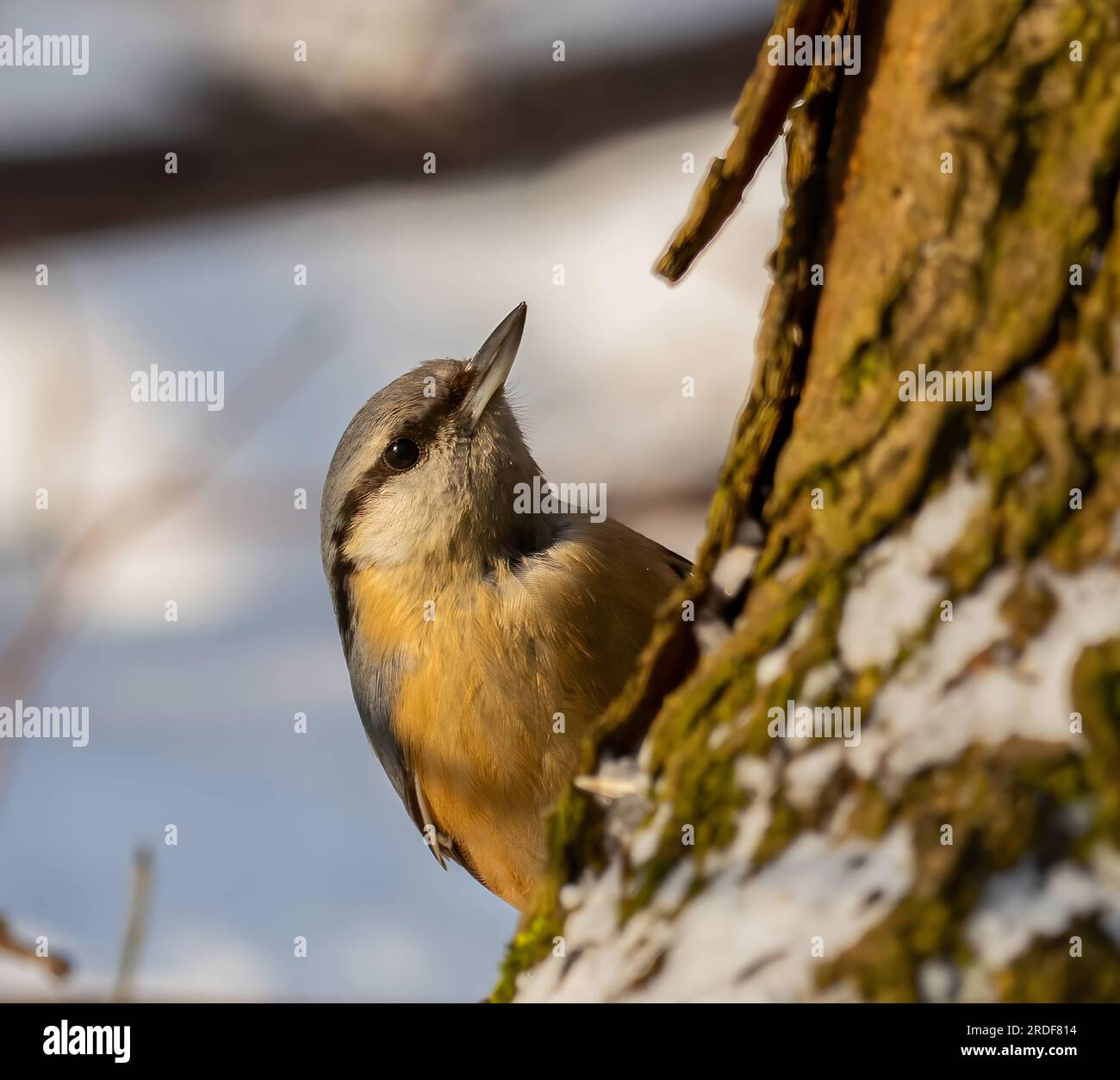 Klamotten auf einem Baumstamm, Himmel im Hintergrund. Stockfoto