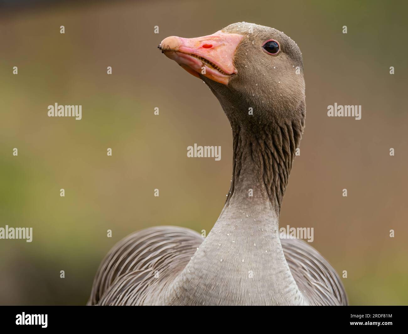 Graugans-Porträtfoto, verschwommener Hintergrund. Stockfoto