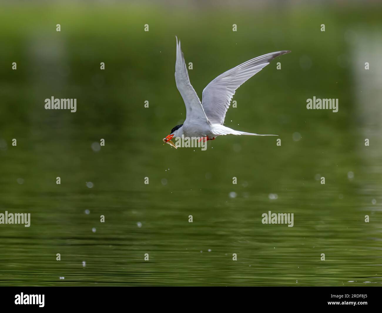 Seezunge im Flug, die einen Fisch im Schnabel fängt. Stockfoto