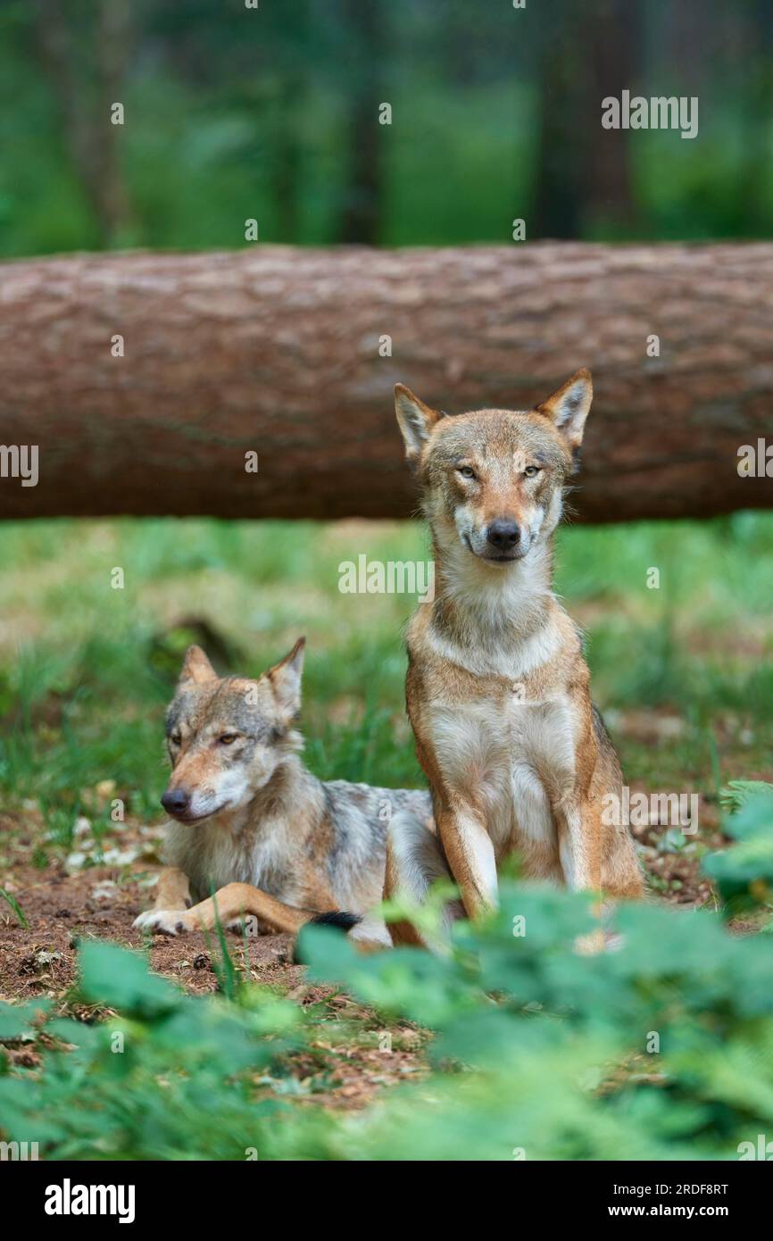 Europäischer grauer Wolf (Canis lupus), zwei Tiere im Wald, Deutschland Stockfoto