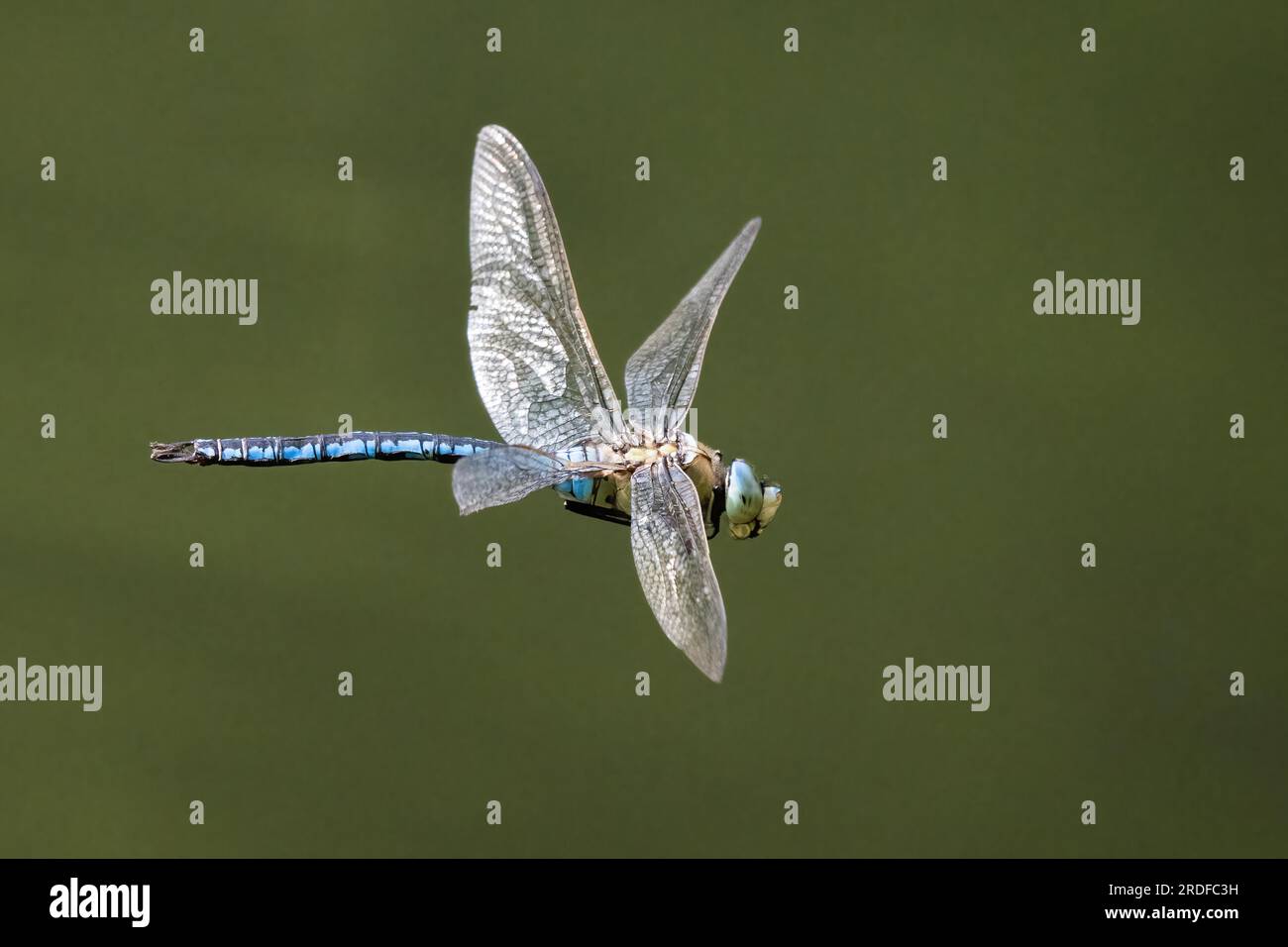 Kaiser Libelle (Anax Imperator) im Flug, Hessen, Deutschland Stockfoto