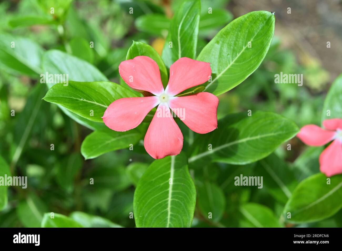 Im Garten blühte eine rötlich-orangefarbene Rose Periwinkle Blume (Catharanthus Roseus) Stockfoto