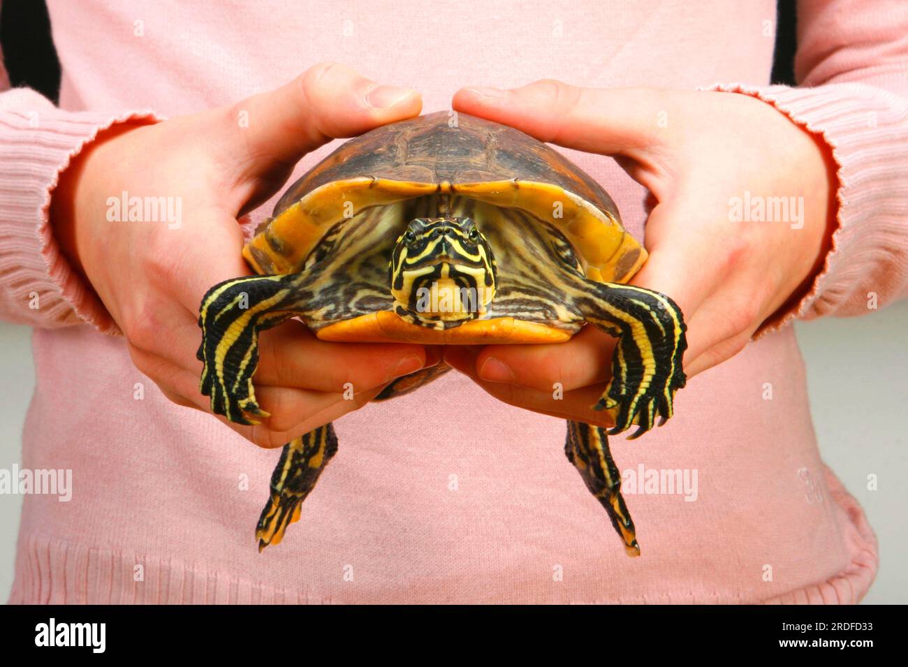 Florida Redbelly Turtle in Human Hands (Chrysemys nelsoni) (Pseudemys rubriventris nelsoni), Red-Bumlied Turtle Stockfoto