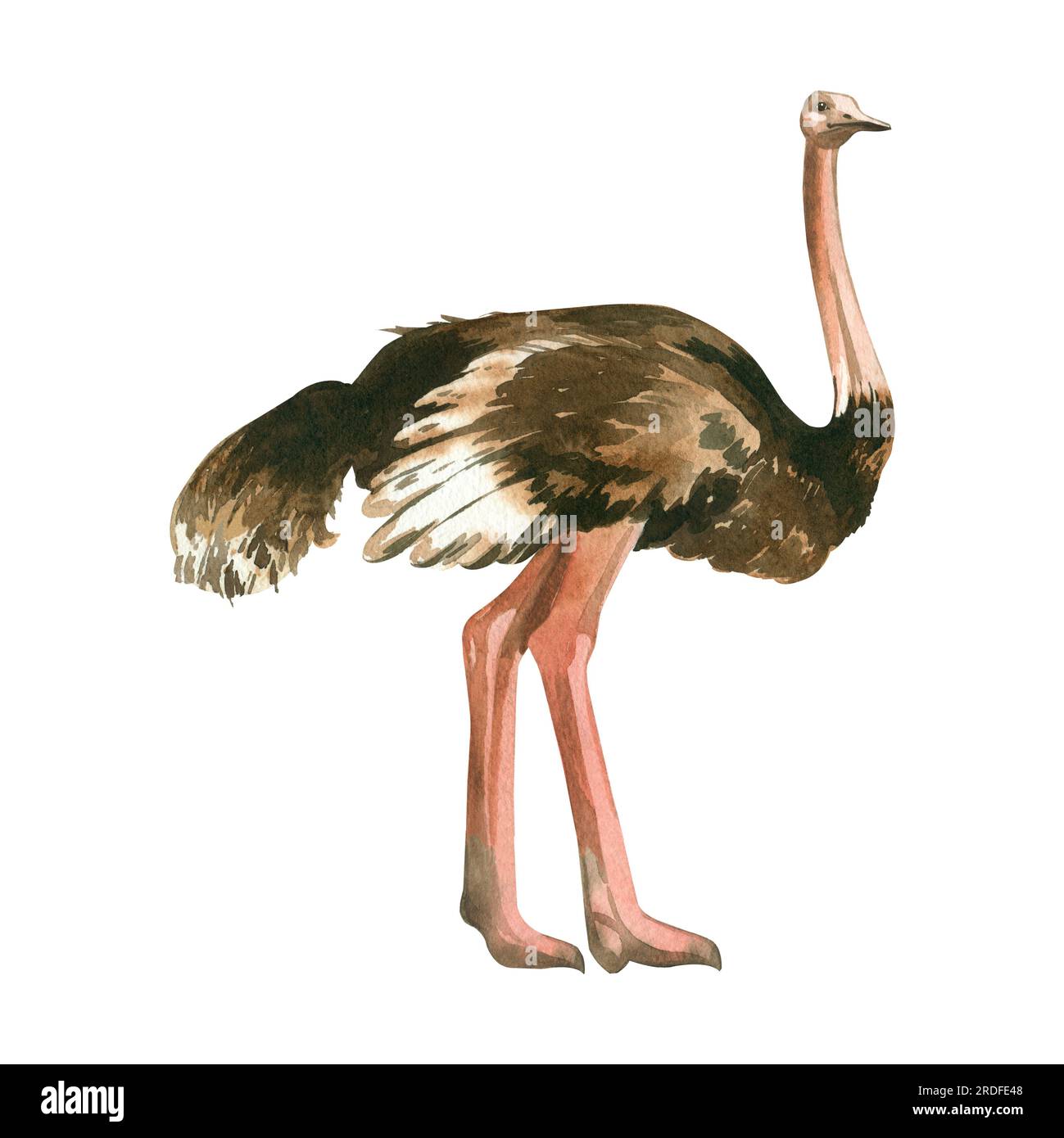 Afrikanischer Strauß. Aquarelle Zeichnung, ein Strauß mit langem Hals und langen pinkfarbenen Beinen, handgemalt in Aquarell auf weißem Hintergrund. Zum Drucken Stockfoto
