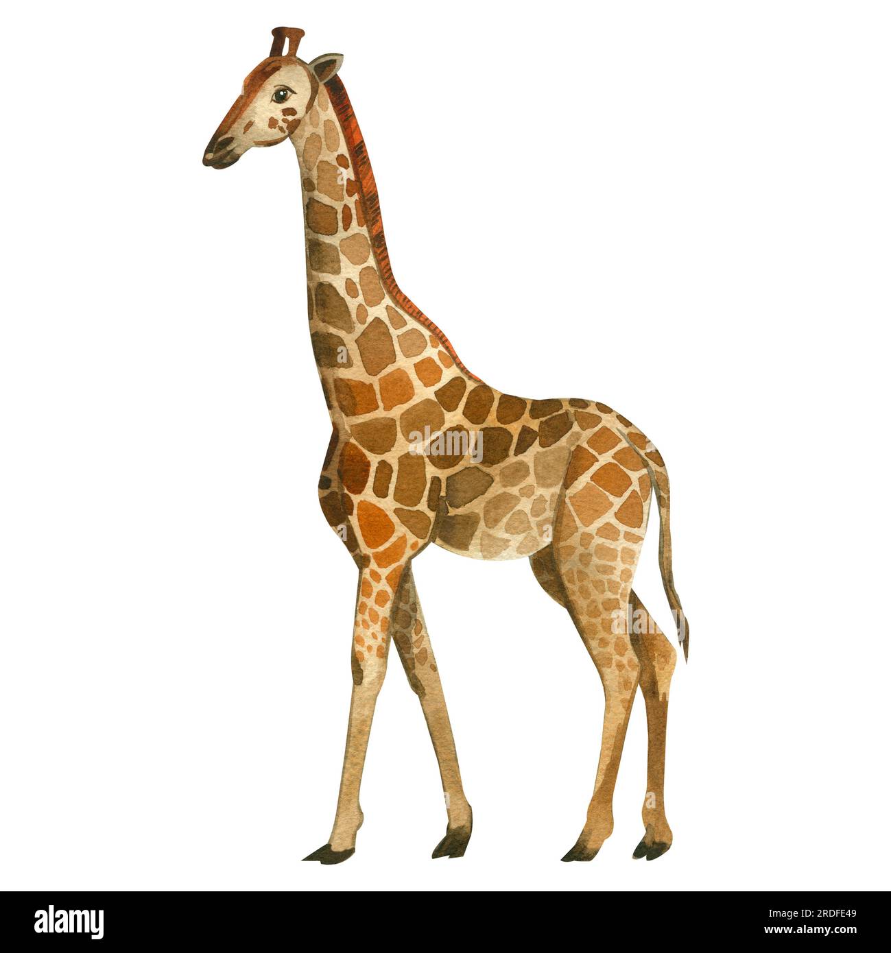 Giraffe. Aquarelle Zeichnung, Giraffe mit langem Hals und gepunktete Haut handgemalt in Aquarell auf weißem Hintergrund. Geeignet zum Bedrucken von Stoffen Stockfoto