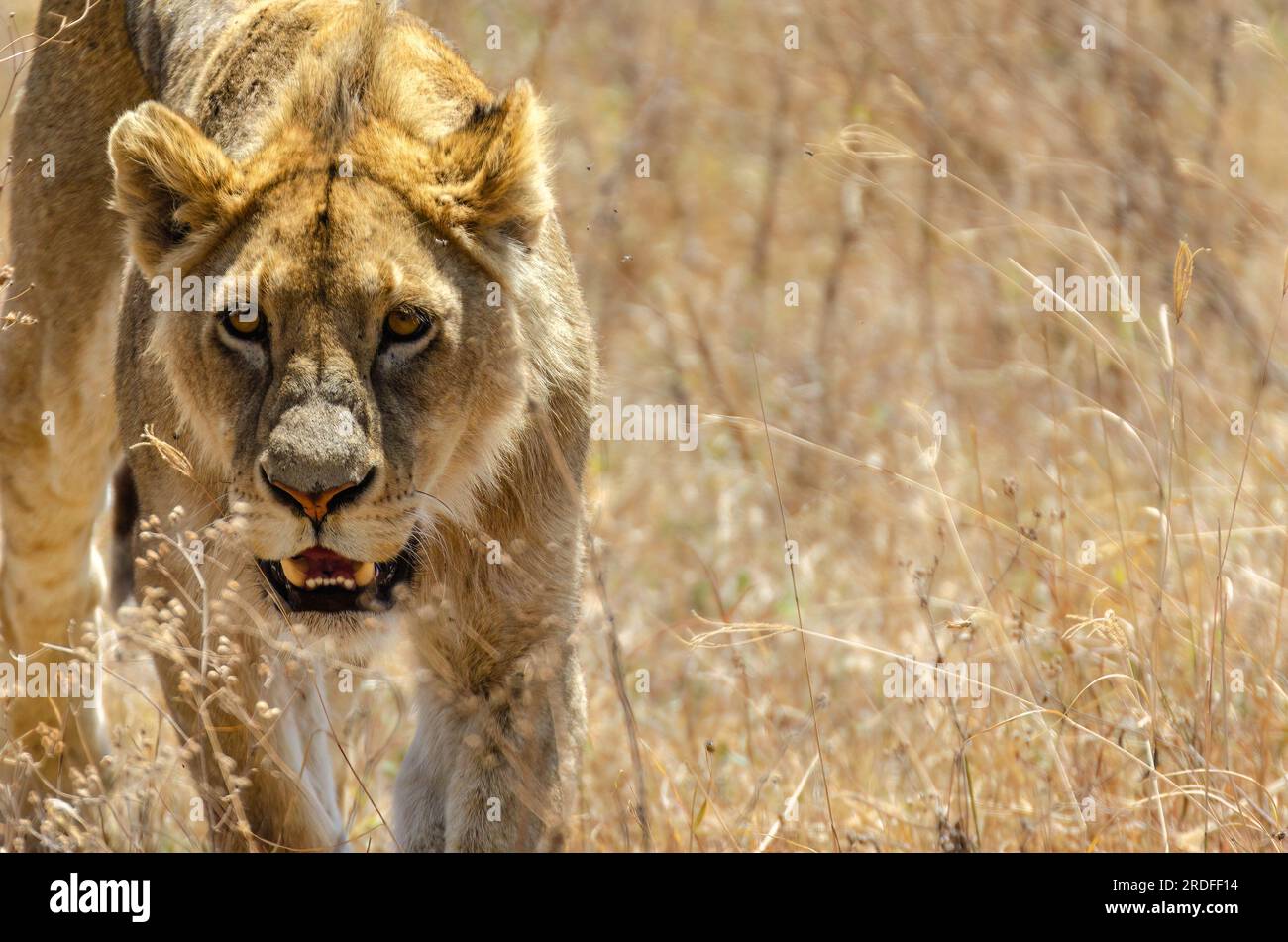 FOTO EINES LÖWEN VON EINEM TOYOTA LAND CRUISER IM NGORONGORO-SCHUTZGEBIET IN TANSANIA IM AUGUST 2022 Stockfoto