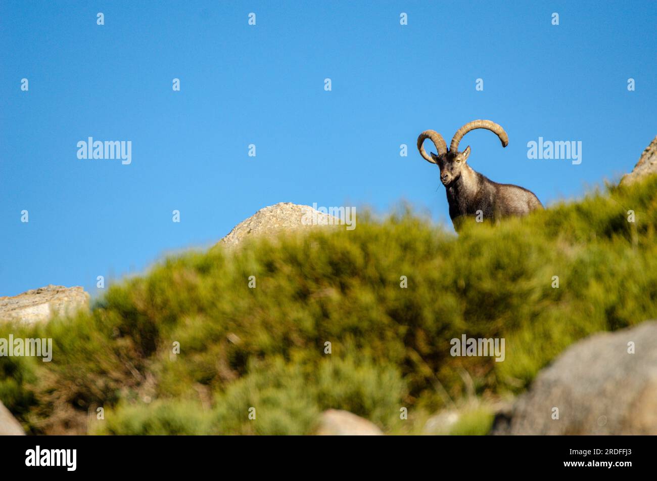 FOTO DER IBERISCHEN IBEX-ZIEGE IN DER SIERRA DE GREDOS, AUFGENOMMEN IM NOVEMBER 2022 Stockfoto