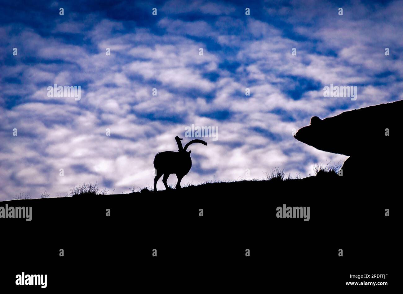 FOTO DER IBERISCHEN IBEX-ZIEGE IN DER SIERRA DE GREDOS, AUFGENOMMEN IM NOVEMBER 2022 Stockfoto
