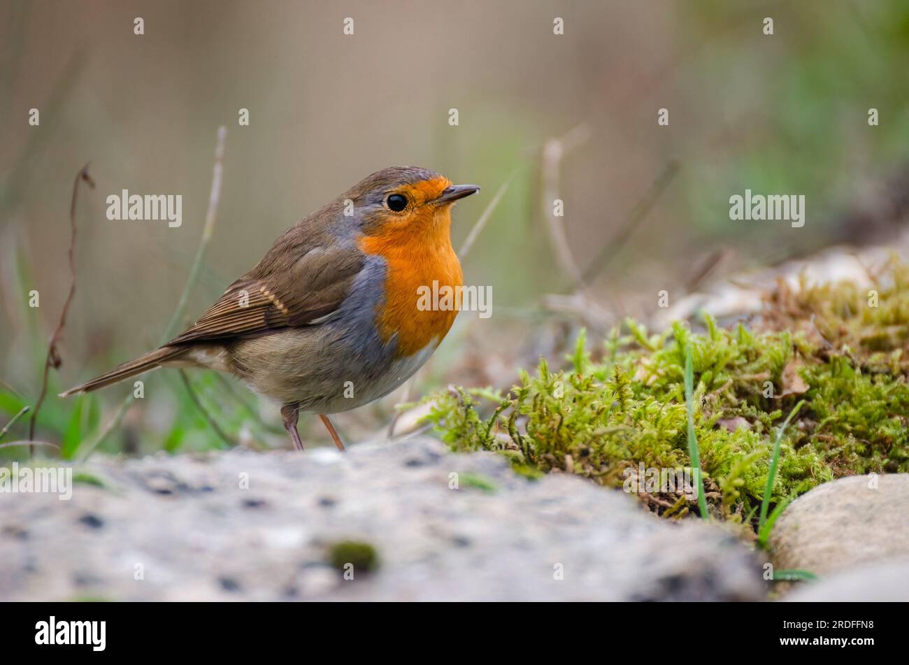 FOTO VON WÄLDERN UND PASSANTEN AUS EINER HAUT IN POBES (ÁLAVA, SPANIEN) IM DEZEMBER 2022 Stockfoto