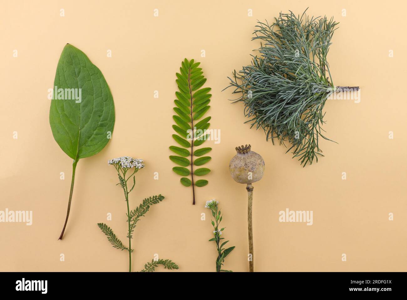 Zusammensetzung für das Herbarium. Frische Blätter, Zweige und Blumen auf beigefarbenem Hintergrund. Minimalistisches Design für Blumenmuster, kompositioniert Stockfoto