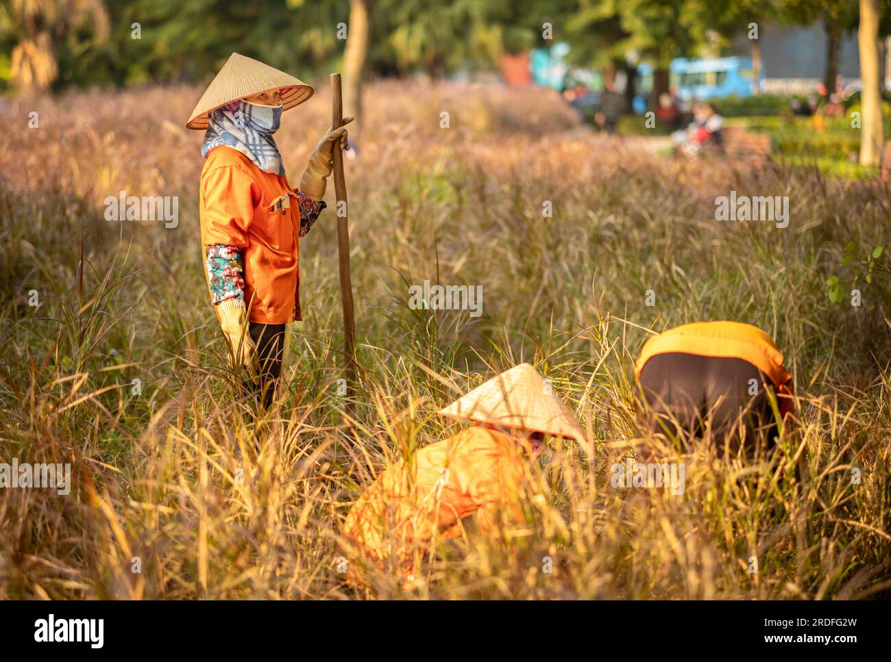 Weibliche Gärtnerinnen in orangefarbenen Hemden und konischen Hüten, die im Park rund um den Hoan Kiem Lake im Zentrum von Hanoi, Vietnam, arbeiten. Stockfoto