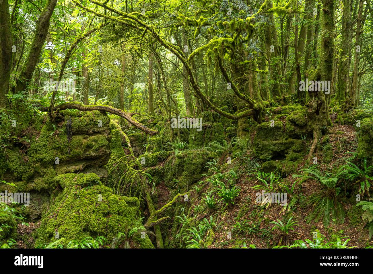 Waldgebiet Forest of Dean, Gloucestershire, England, Großbritannien, Europa | Forest of Dean, Gloucestershire, England, Vereinigtes Königreich von Great Brian Stockfoto