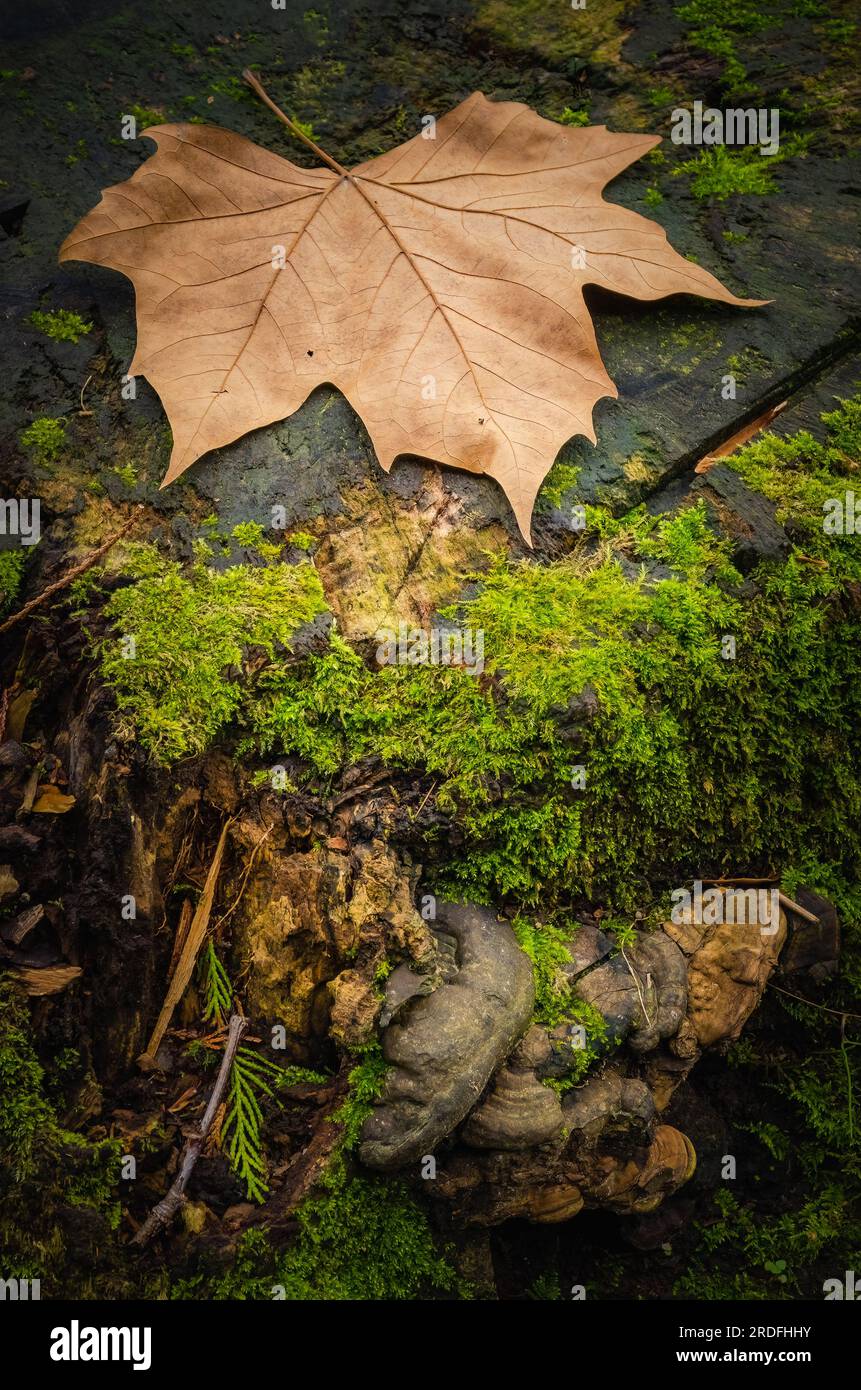 Foto eines trockenen Baumblattes auf einem Stamm mit Spuren von Moos und Pilzen. Stockfoto