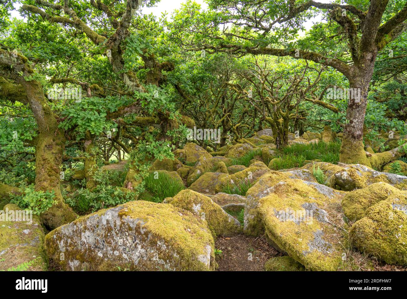 Waldgebiet Wistmans Wood, Dartmoor, Devon, England, Großbritannien, Europa | Wistmans Wood, Dartmoor, Devon, England, Großbritannien Stockfoto