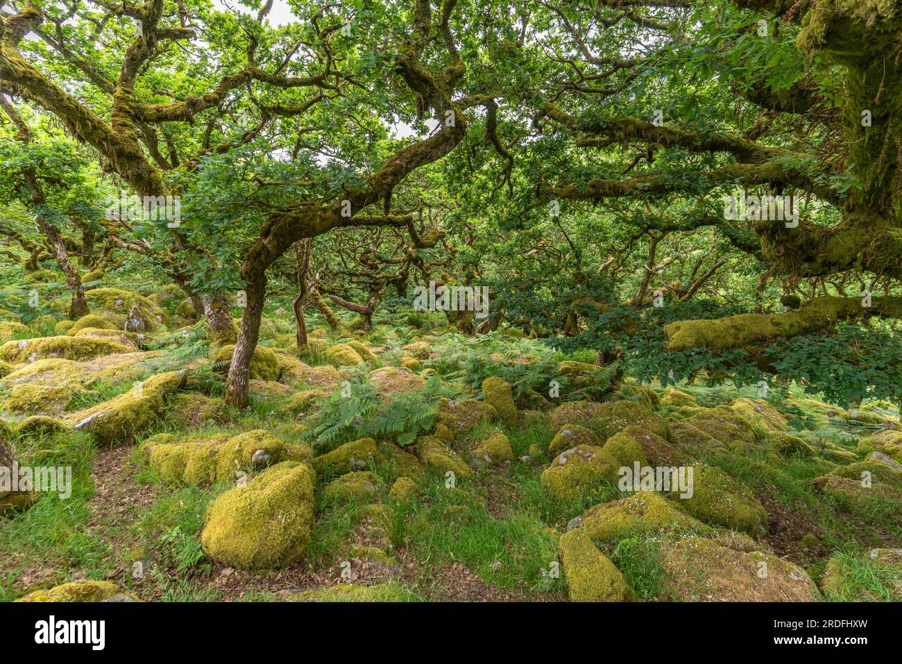 Waldgebiet Wistmans Wood, Dartmoor, Devon, England, Großbritannien, Europa | Wistmans Wood, Dartmoor, Devon, England, Großbritannien Stockfoto